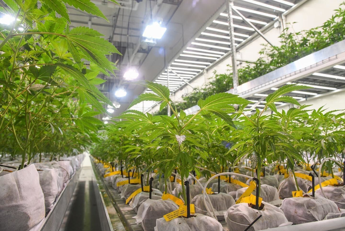 Active grow lopro elite modular led commercial grow light spectrums.