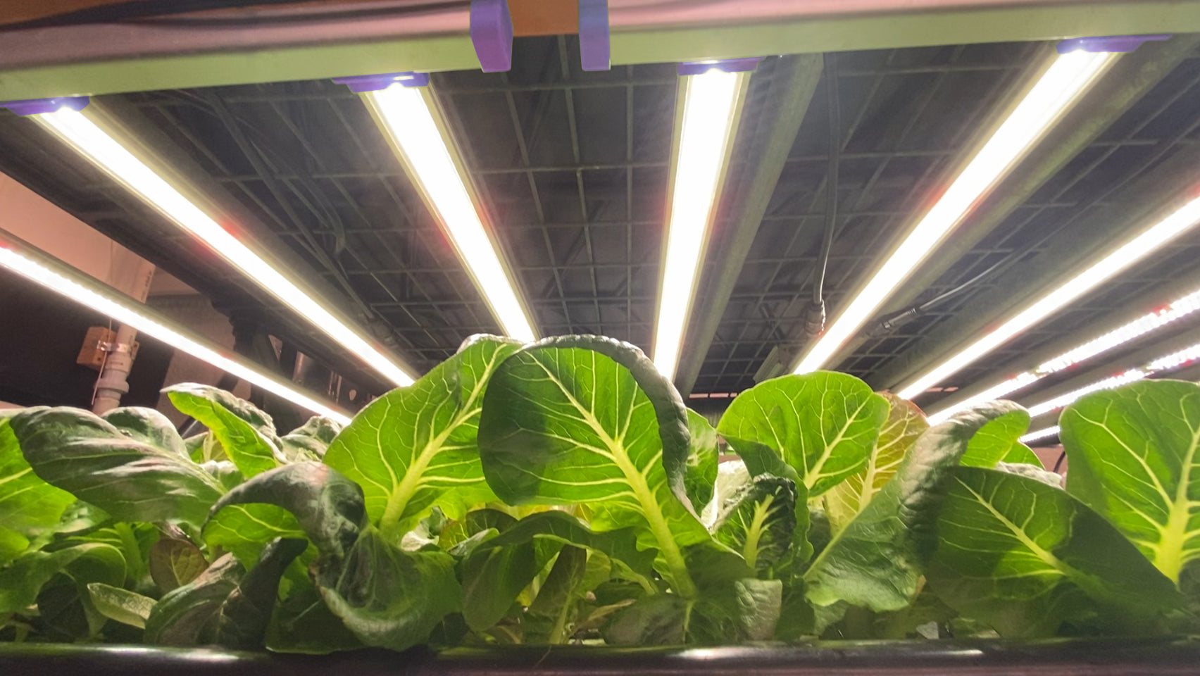 Active grow 100w vertfarm led commercial grow light spectrums.