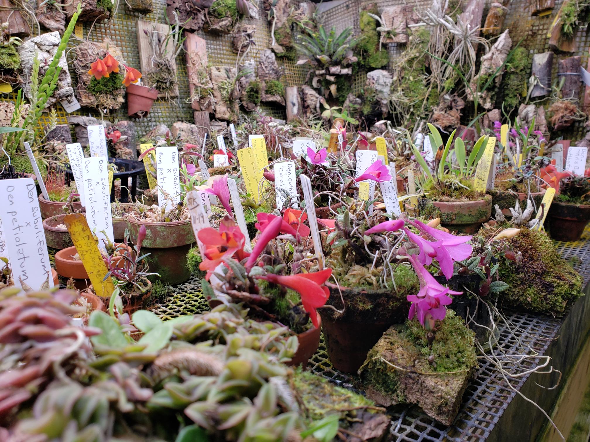 Active grow albert tamashausky north jersey orchid society orchid room.