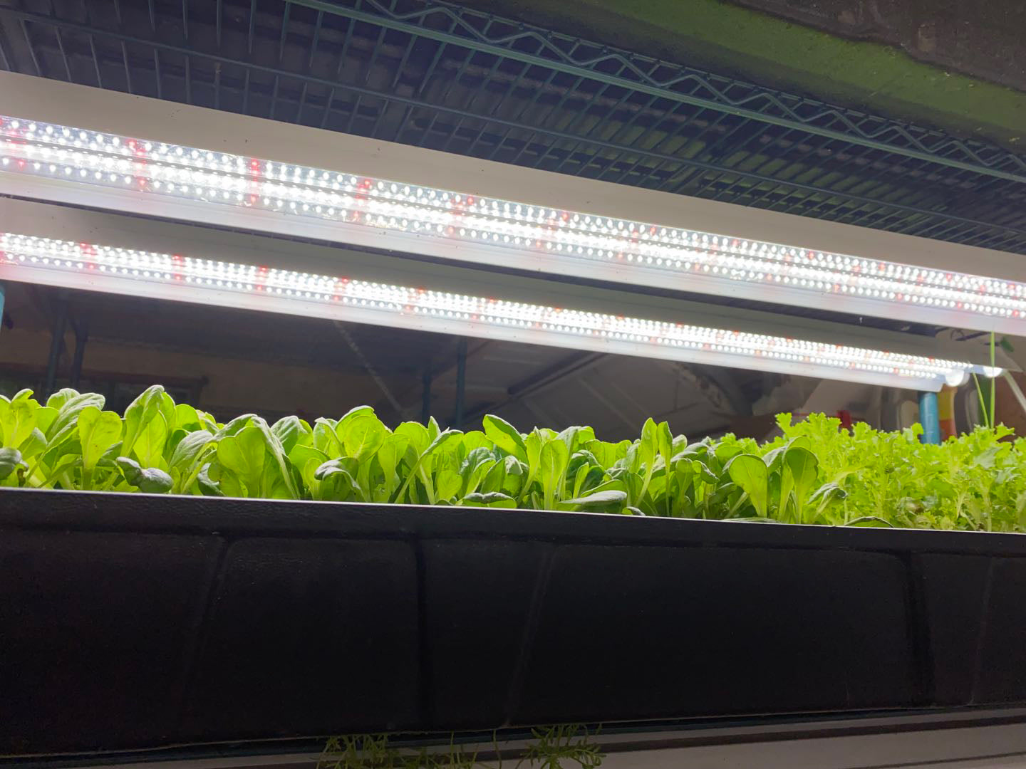 Active grow integrated dual t8 led grow light horticultural spectrums.