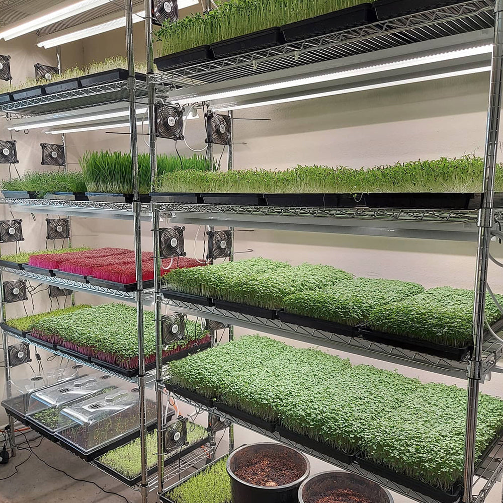 Active grow integrated strip t5 led grow light vertical racks.