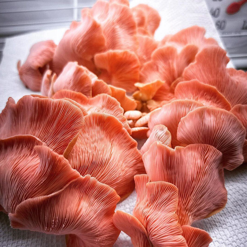 Active grow integrated strip t5 led mushroom grow light red mushrooms.