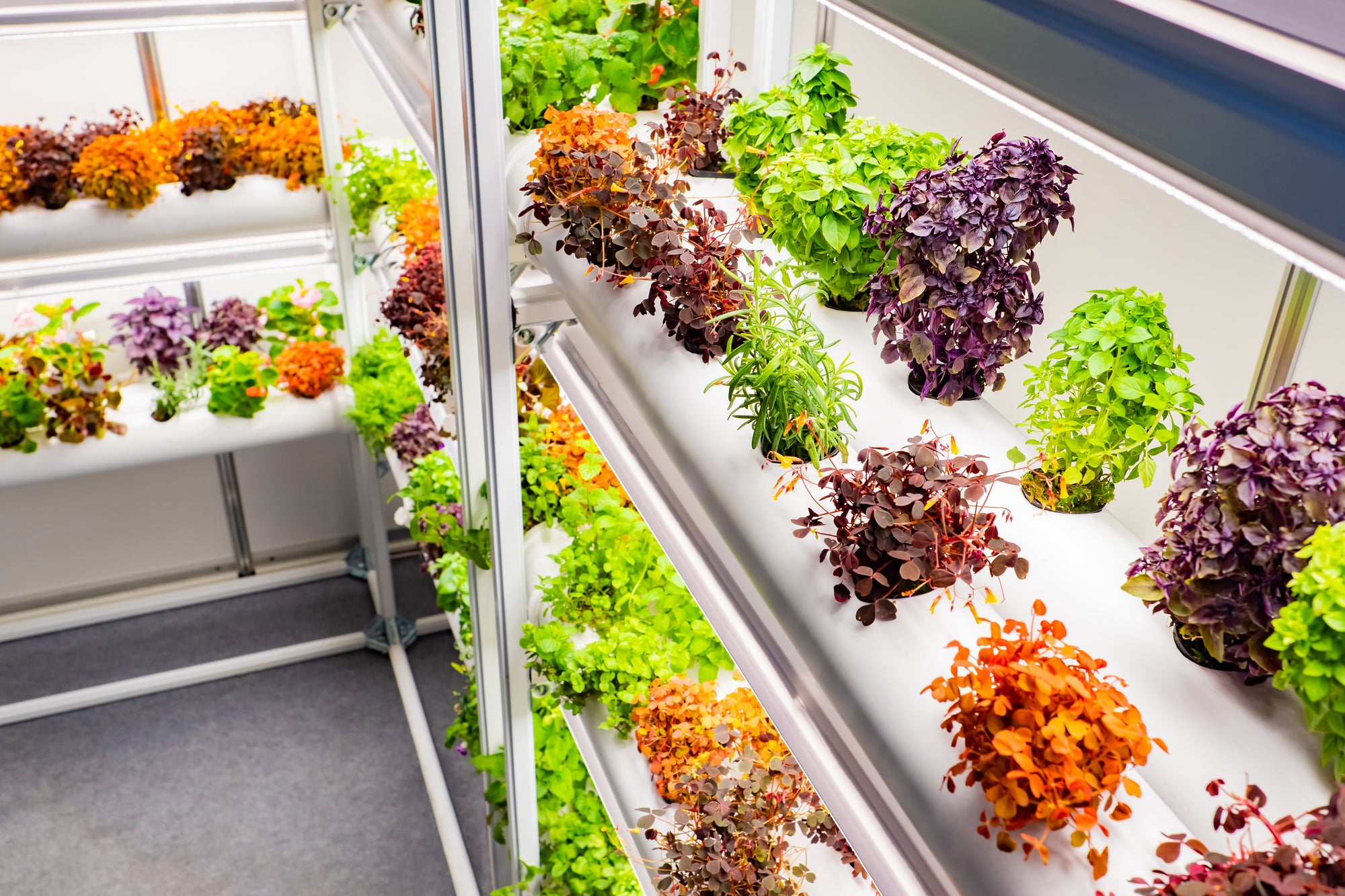 Active grow led high cri grow light example.