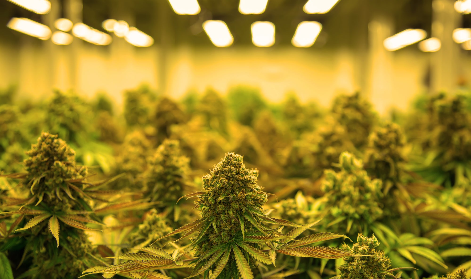 Active grow led high cri hps application comparison.