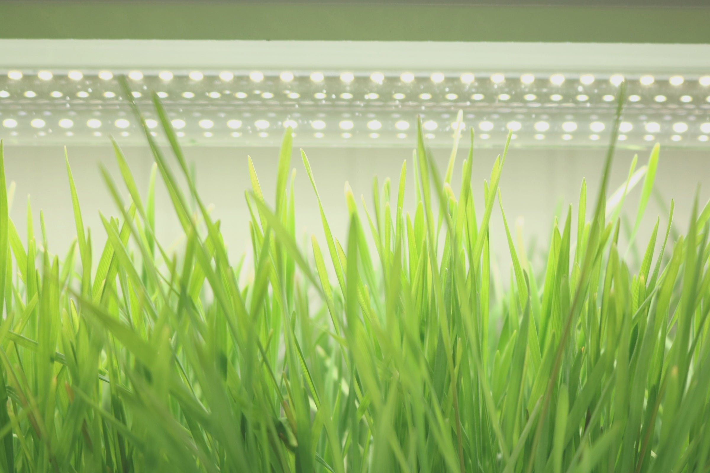 Active grow microgreens herbs house plants 3 tier walden white led grow tent kit spectrums.