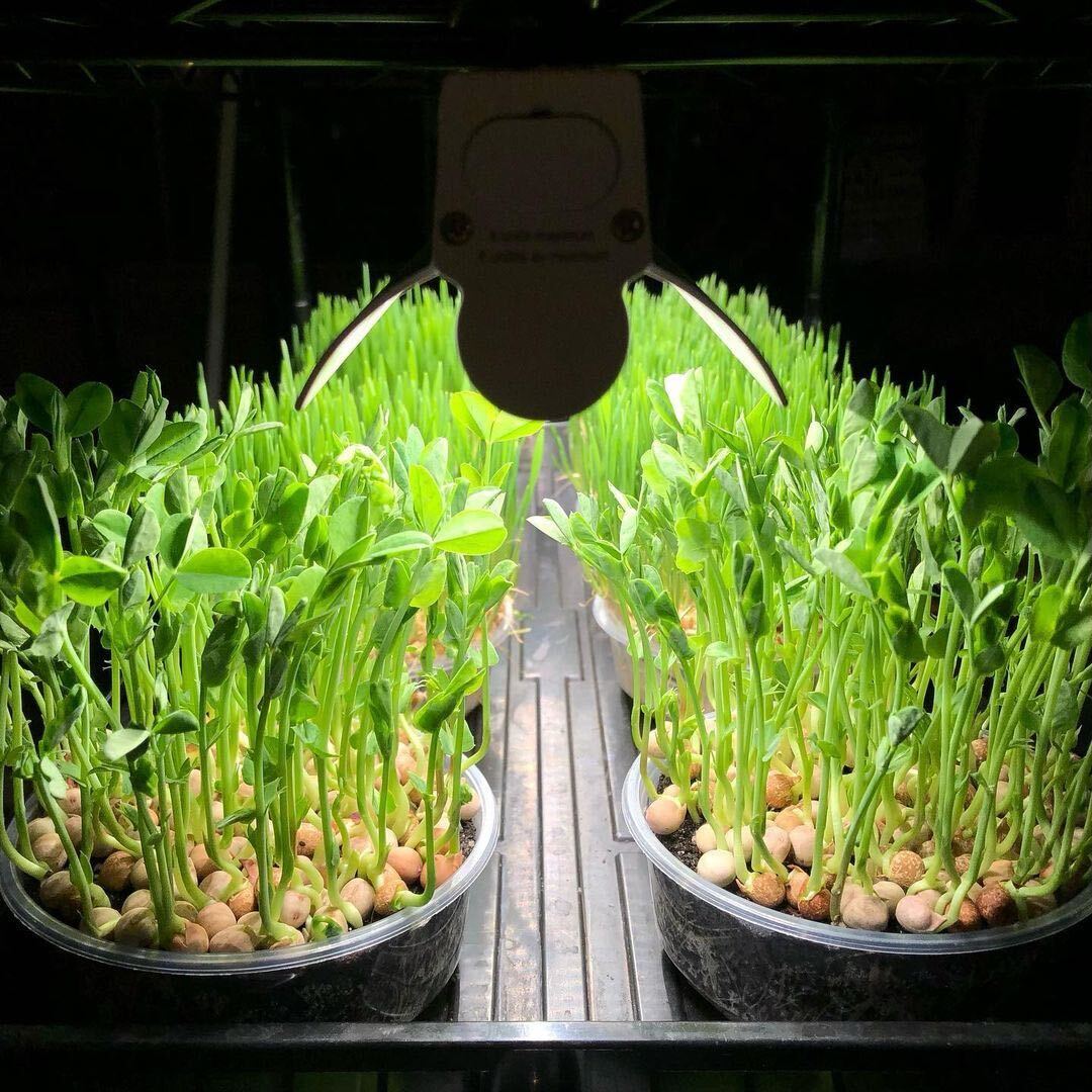 Active grow raffi meyer meyer micros.
