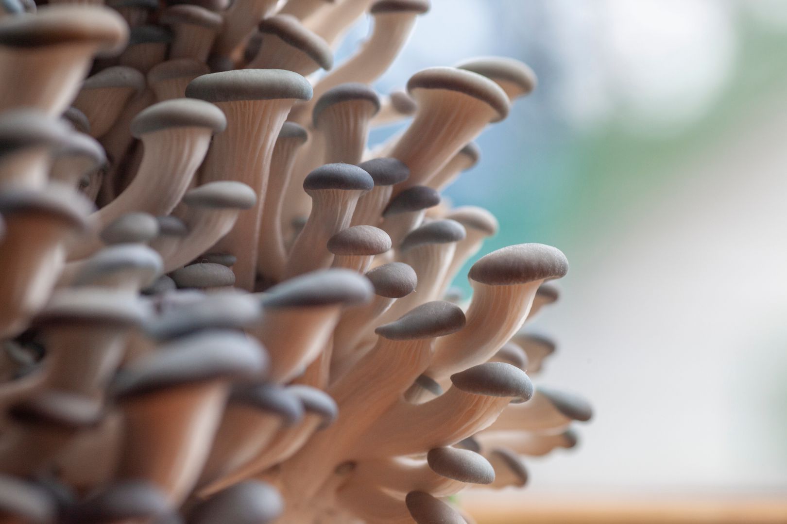 Active grow how to grow better mushrooms at home banner.