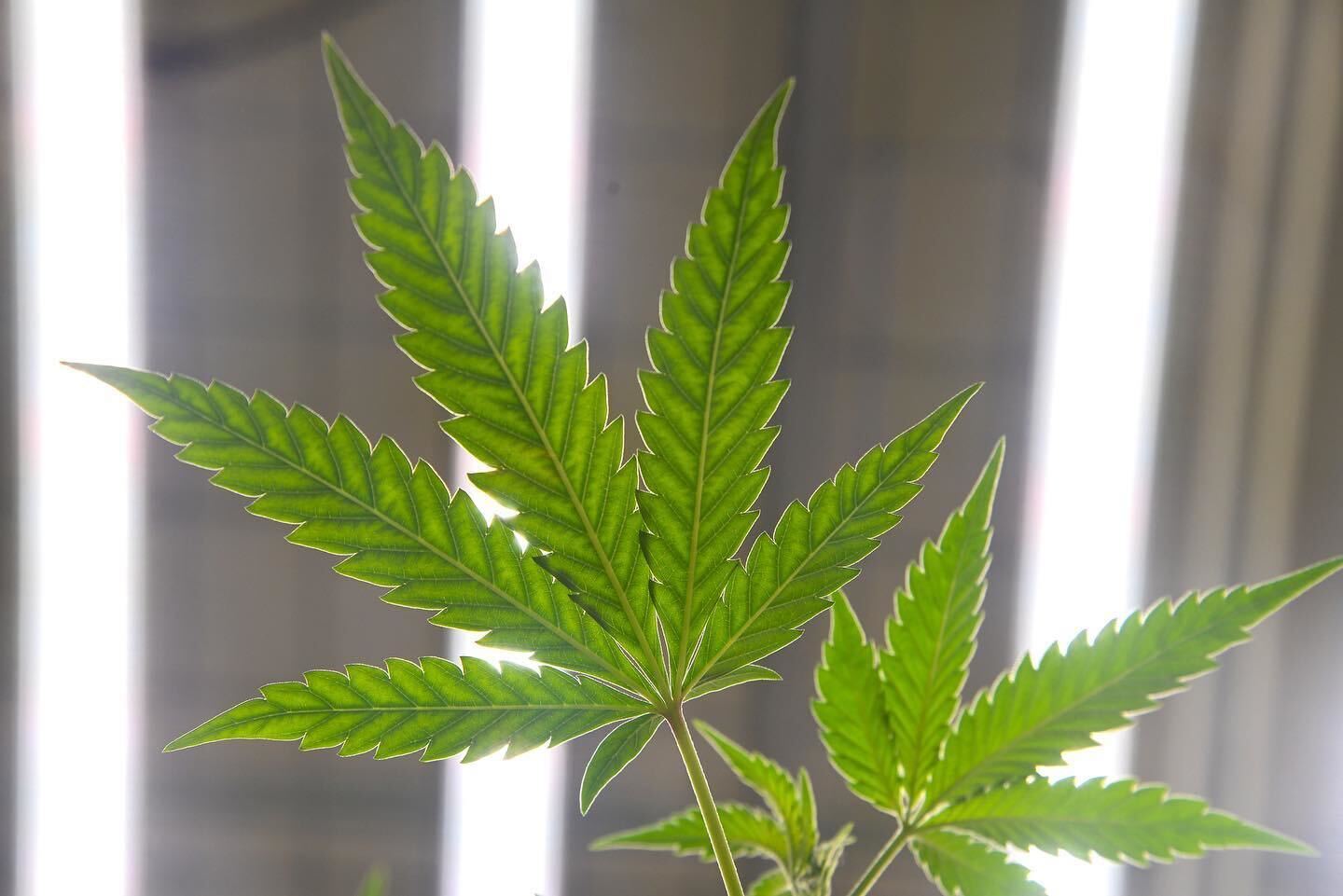 Active grow how to smoothly switch from hps to led grow lights banner.